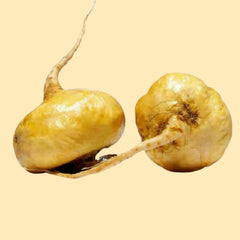 Yellow Maca Root
